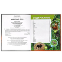 Животные леса — фото, картинка — 1