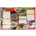 Животные леса — фото, картинка — 3