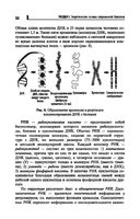 Репетитор по биологии для старшеклассников и поступающих в вузы — фото, картинка — 32