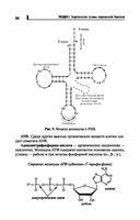Репетитор по биологии для старшеклассников и поступающих в вузы — фото, картинка — 34
