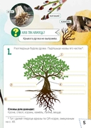 Расліны Беларусі. Узбагачаем слоўнікавы запас, выконваем заданні, пашыраем кругагляд — фото, картинка — 2