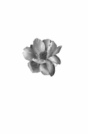 Горько-сладкие воспоминания — фото, картинка — 1