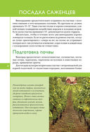 Виноград. Секреты выращивания для любого региона — фото, картинка — 2