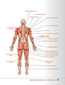 Анатомия силовых упражнений с дополненной реальностью — фото, картинка — 12