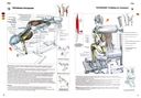 Анатомия силовых упражнений для мужчин и женщин — фото, картинка — 2
