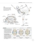 Анатомия и физиология йоги. Совершенствование практики ключевых асан — фото, картинка — 14