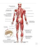 Анатомия и физиология йоги. Совершенствование практики ключевых асан — фото, картинка — 16