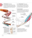 Анатомия и физиология йоги. Совершенствование практики ключевых асан — фото, картинка — 23