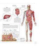 Анатомия и физиология йоги. Совершенствование практики ключевых асан — фото, картинка — 8