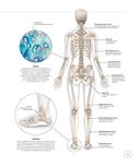 Анатомия и физиология йоги. Совершенствование практики ключевых асан — фото, картинка — 10