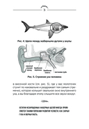 Человек дышащий. Как дыхательная система влияет на наши тело и разум и как улучшить её работу — фото, картинка — 14