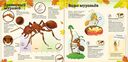 Муравейник. Как живут муравьи? — фото, картинка — 1
