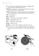 Невеста-улитка. Корейские сказки, забавные и волшебные — фото, картинка — 6