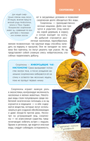 Пауки, скорпионы и многоножки России — фото, картинка — 5