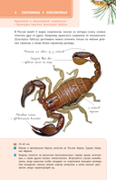 Пауки, скорпионы и многоножки России — фото, картинка — 6