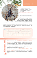 Пауки, скорпионы и многоножки России — фото, картинка — 7