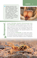 Пауки, скорпионы и многоножки России — фото, картинка — 9