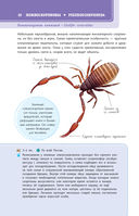 Пауки, скорпионы и многоножки России — фото, картинка — 10