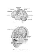 Мозг: биография — фото, картинка — 8