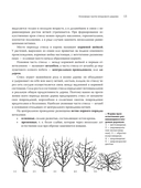 Обрезка садовых деревьев — фото, картинка — 16