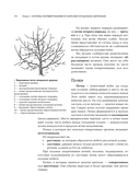 Обрезка садовых деревьев — фото, картинка — 17