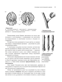 Обрезка садовых деревьев — фото, картинка — 18