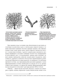 Обрезка садовых деревьев — фото, картинка — 12