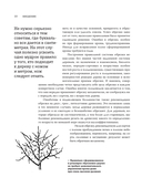 Обрезка садовых деревьев — фото, картинка — 13