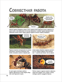 Невероятные насекомые — фото, картинка — 3