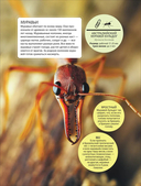 Невероятные насекомые — фото, картинка — 4