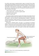 Анатомия тенниса — фото, картинка — 8