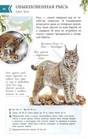 Животные России со звуками — фото, картинка — 3