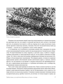 Пчеловодство для начинающих. Практическое пошаговое руководство по созданию пасеки с нуля — фото, картинка — 7