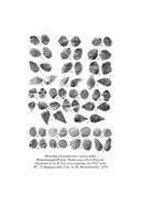 Ярослав Мудрый — фото, картинка — 9