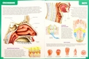 Атлас анатомии человека. Книга для детей и их родителей — фото, картинка — 1