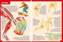 Атлас анатомии человека. Книга для детей и их родителей — фото, картинка — 4