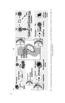Клиническая иммунопатология для акушеров-гинекологов — фото, картинка — 18