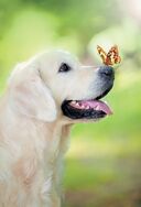 Самые популярные породы собак — фото, картинка — 8